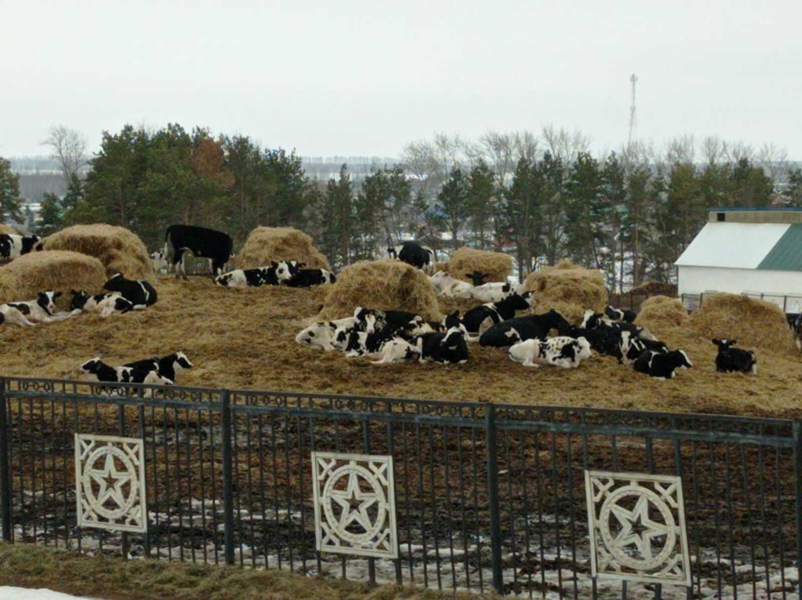 В Башкирии бык серьезно травмировал пастуха