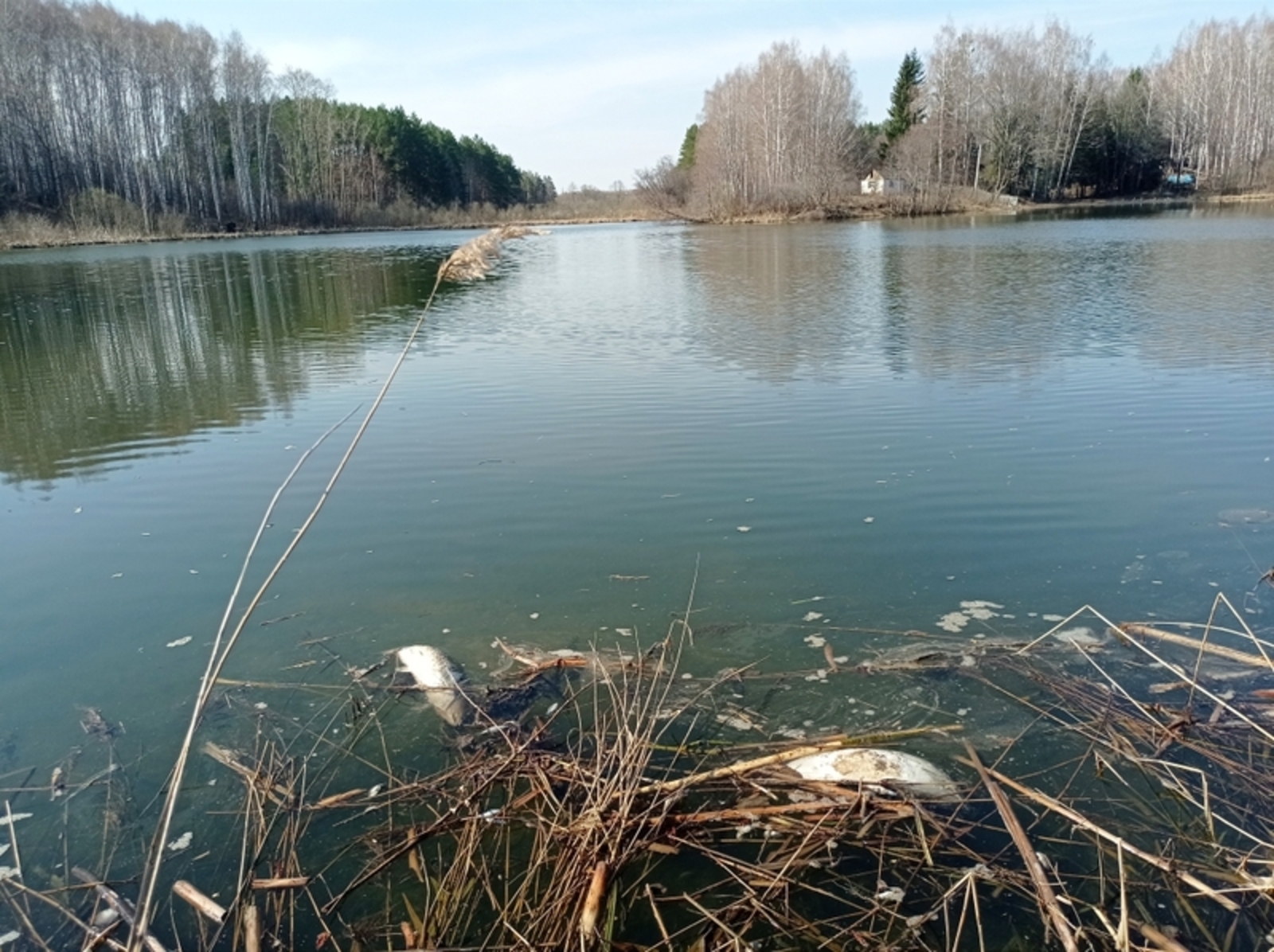 Житель Башкирии обнаружил замор рыбы на озере Балабановском