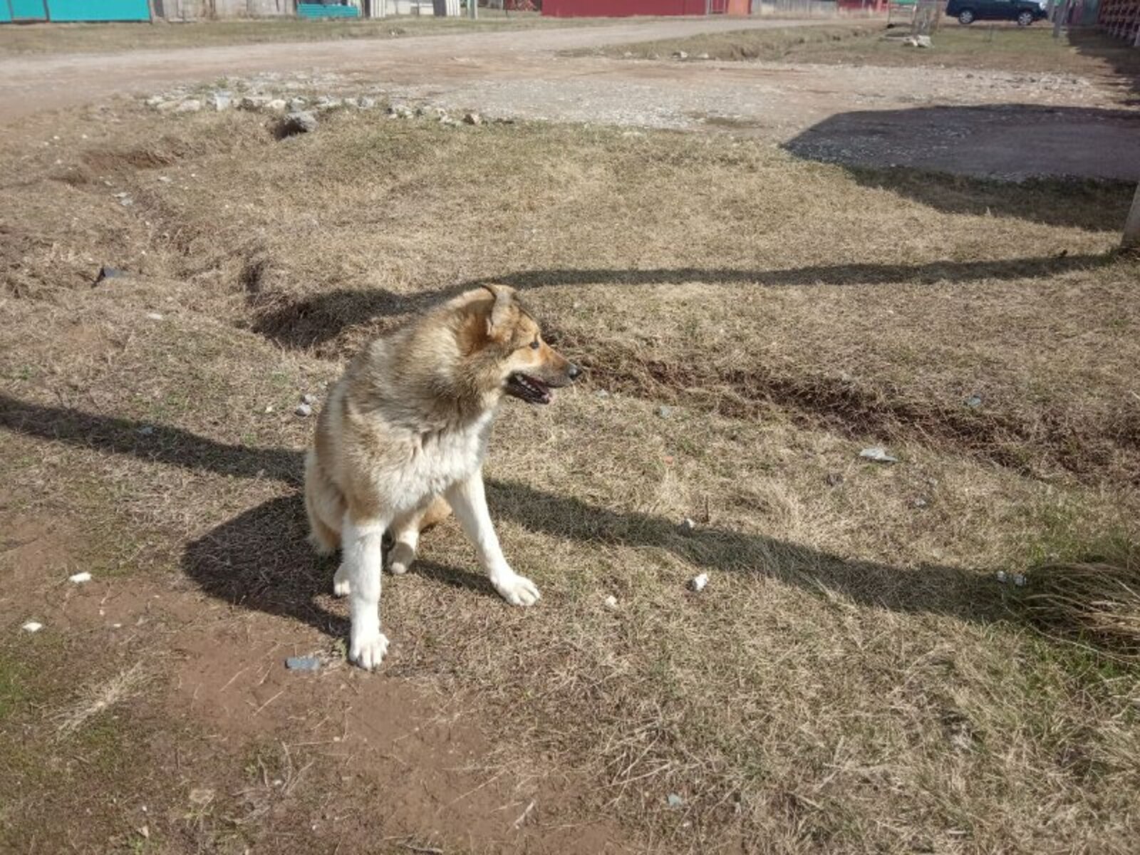 Жительницу Агидели оштрафовали за самовыгул собаки