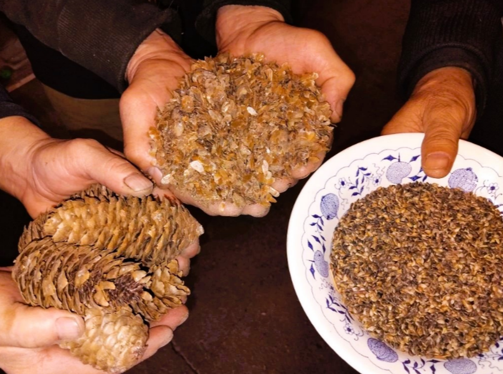 В Бураевском районе переработали 16 тонн шишек