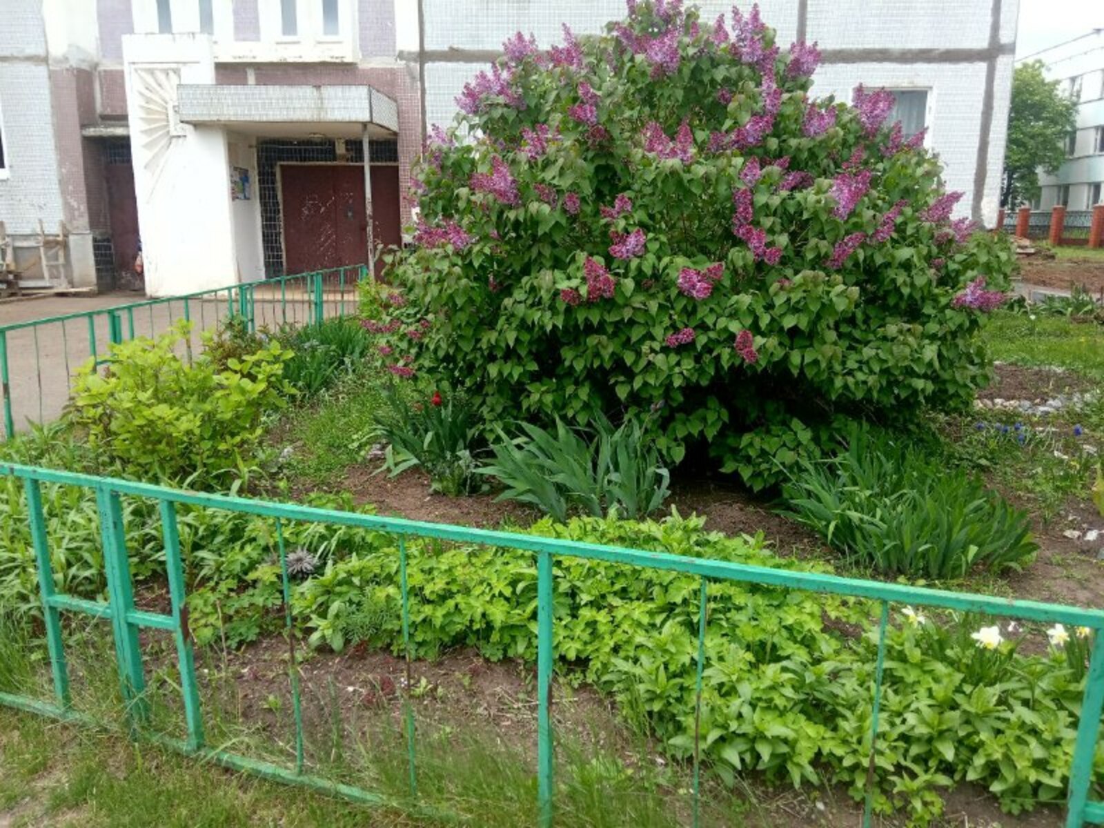 На Академика Курчатова неизвестные срезали бутоны тюльпанов
