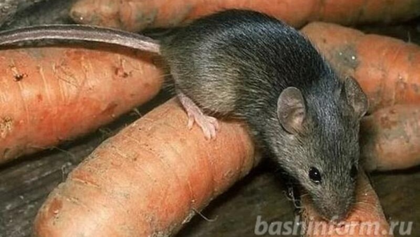 В Башкирии растет число заболевших мышиной лихорадкой