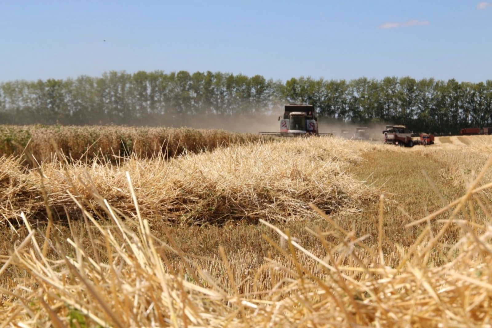 В Башкирии собрали порядка 4,5 миллионов тонн зерна