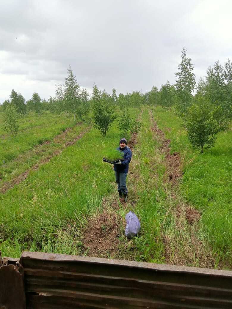 В весенний период в Башкортостане по нацпроекту будет высажено порядка 20 млн сеянцев