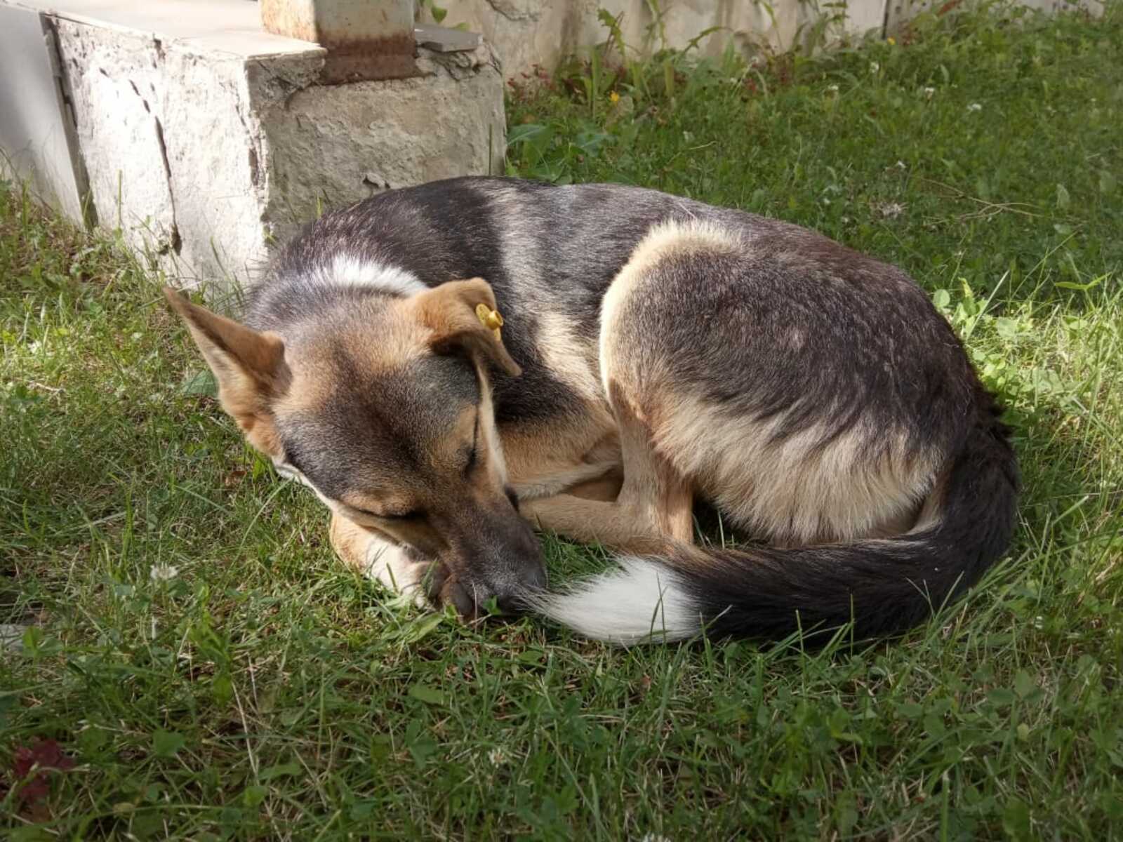 Жительница Башкирии приютила 150 собак и 70 кошек